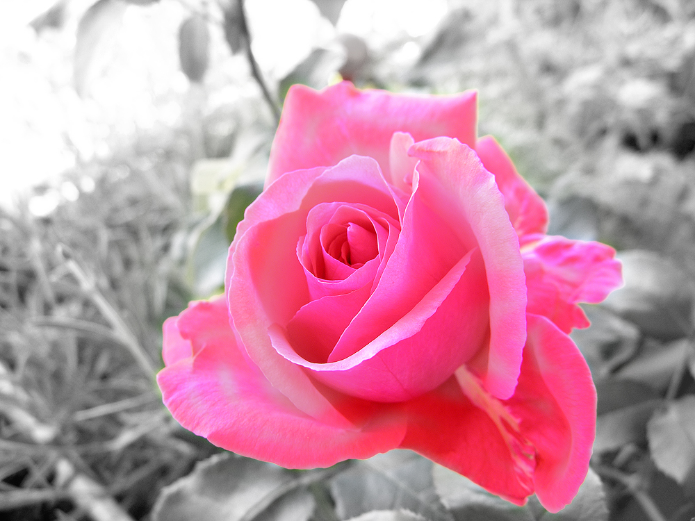 Pink Rose auf s/w Hintergrund