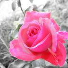 Pink Rose auf s/w Hintergrund