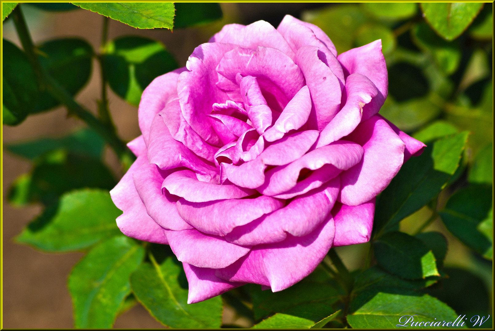 Pink Rose......