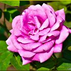 Pink Rose......