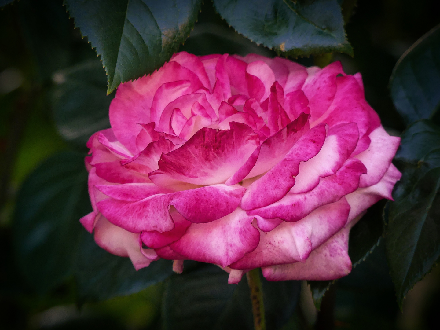 Pink Rose