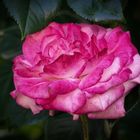 Pink Rose