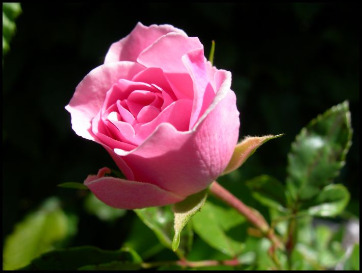 Pink-Rose