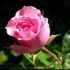 Pink-Rose