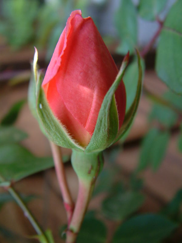 pink rose bud