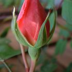 pink rose bud