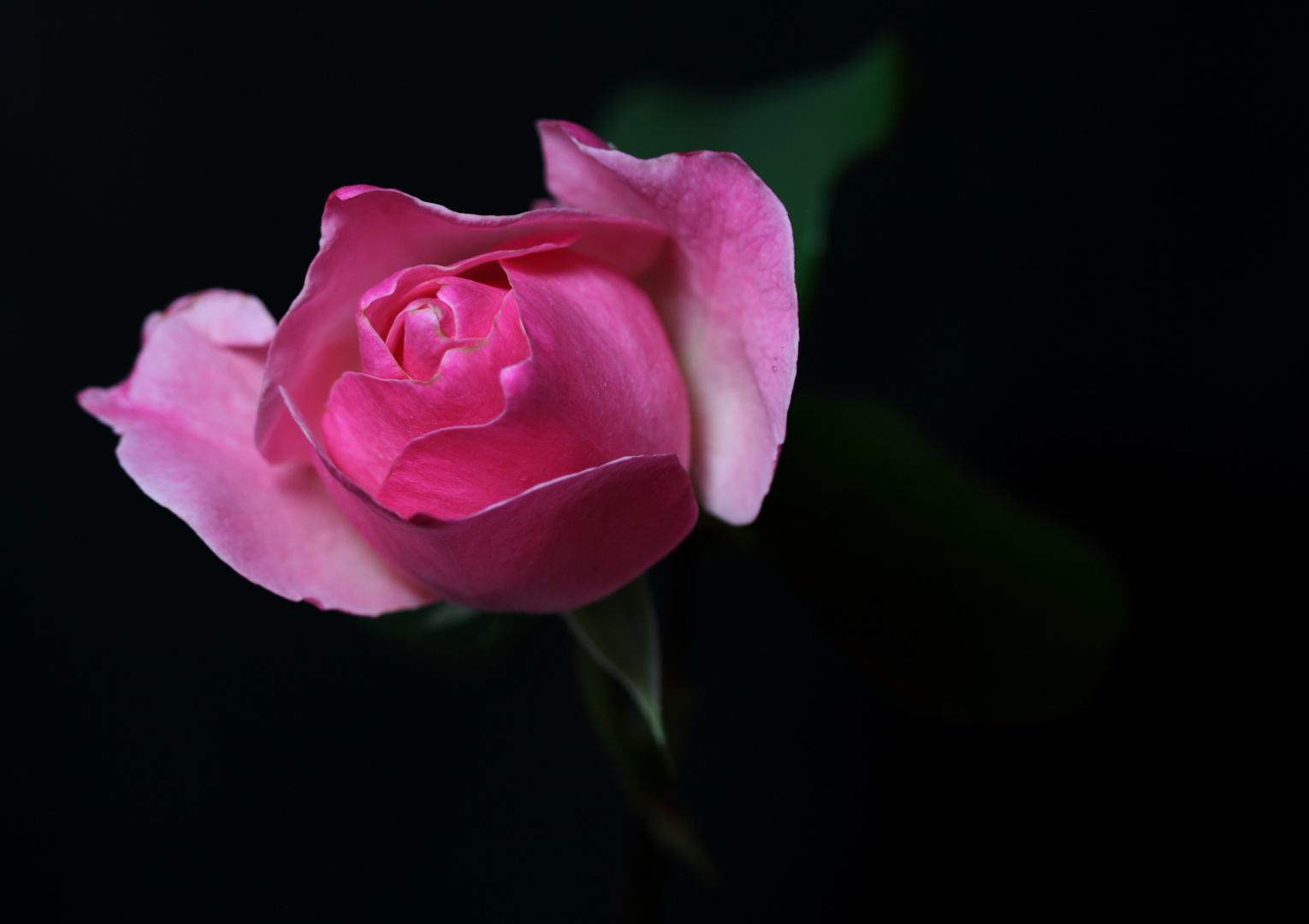 Pink rose