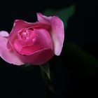 Pink rose