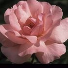 Pink Rose