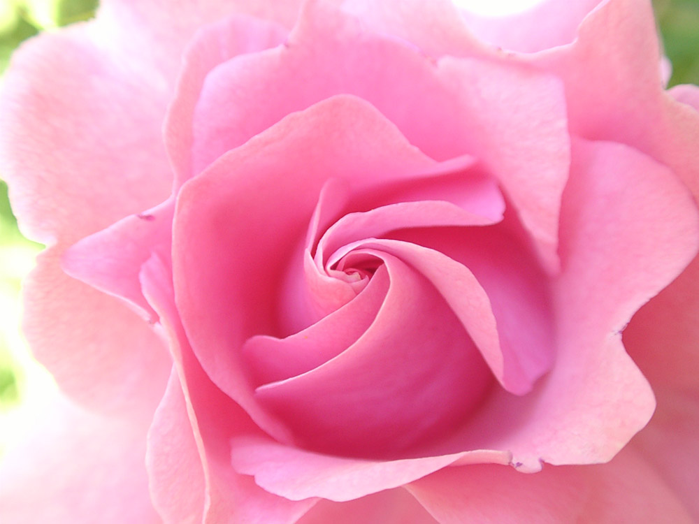 Pink Rose