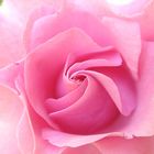 Pink Rose