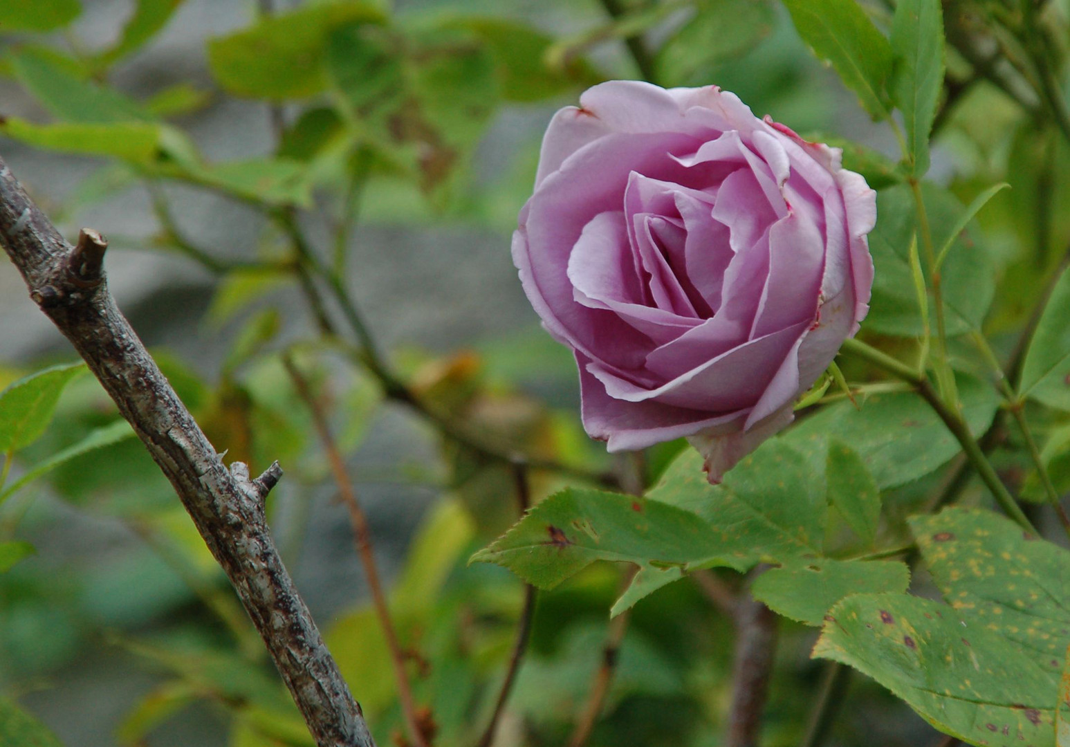 Pink rose