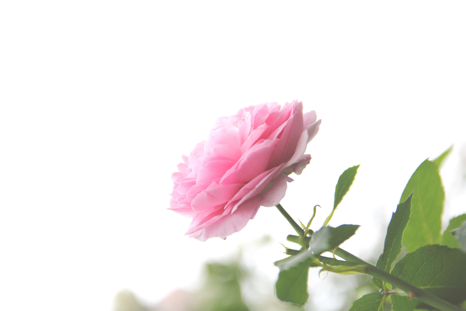 Pink Rose