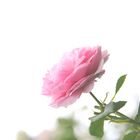 Pink Rose