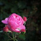 Pink Rose