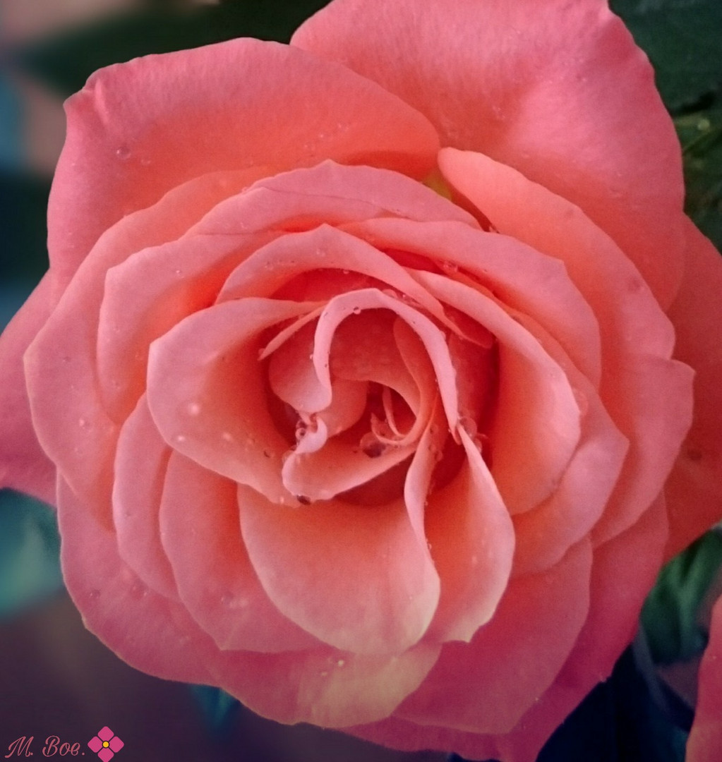 Pink Rose