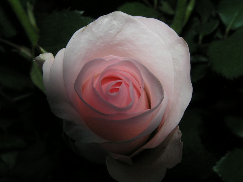 pink rose :)