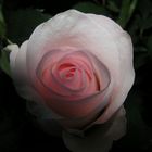 pink rose :)