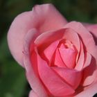 pink rose