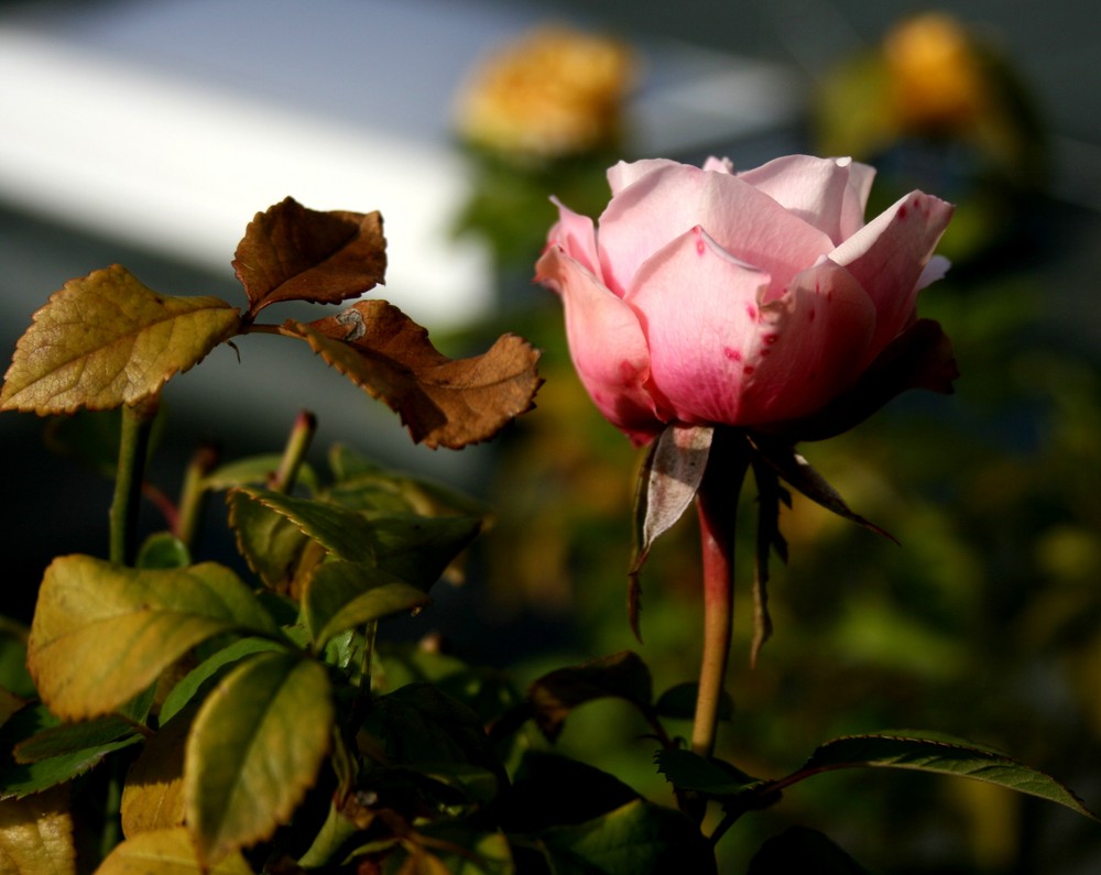 Pink rose