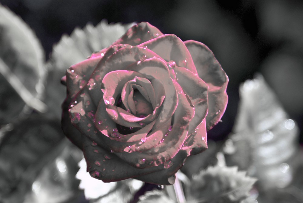 Pink rose in grey