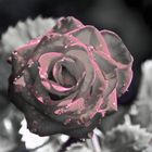 Pink rose in grey