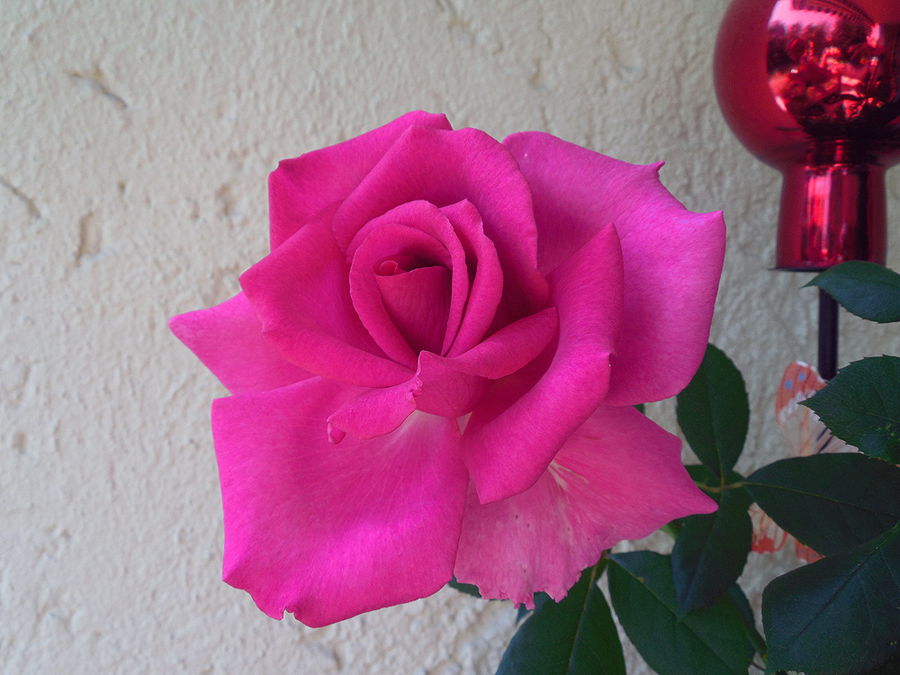 Pink Rose - Traunstein - 2015