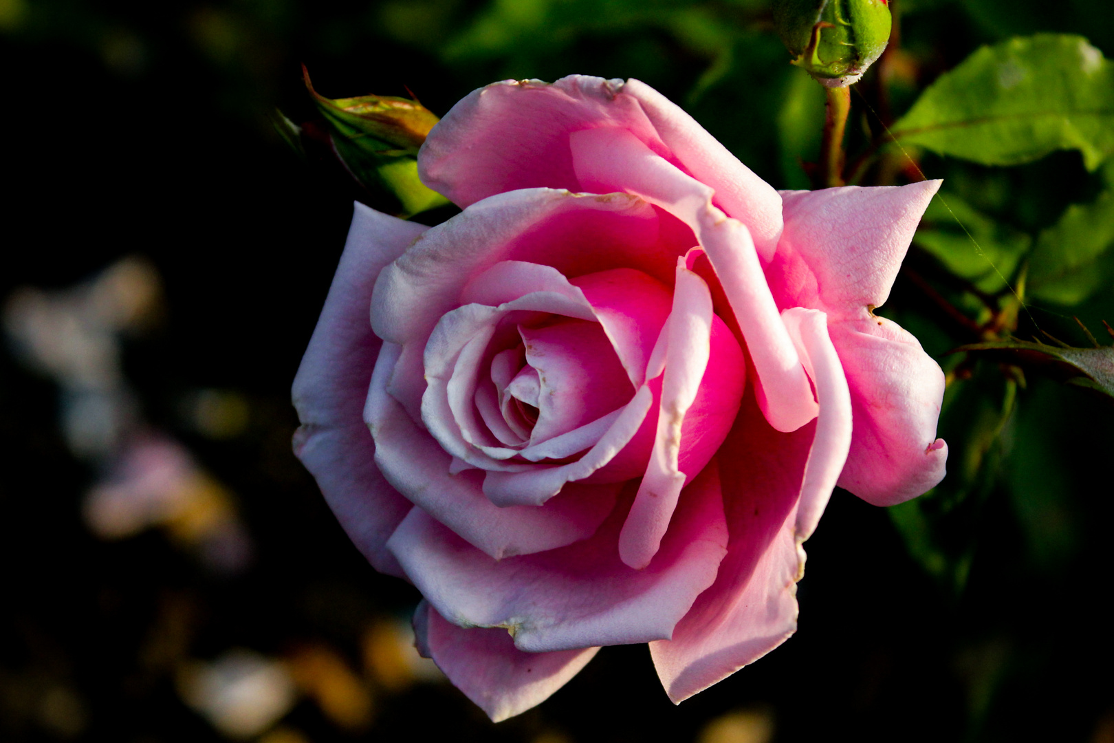 Pink Roseflower
