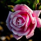 Pink Roseflower