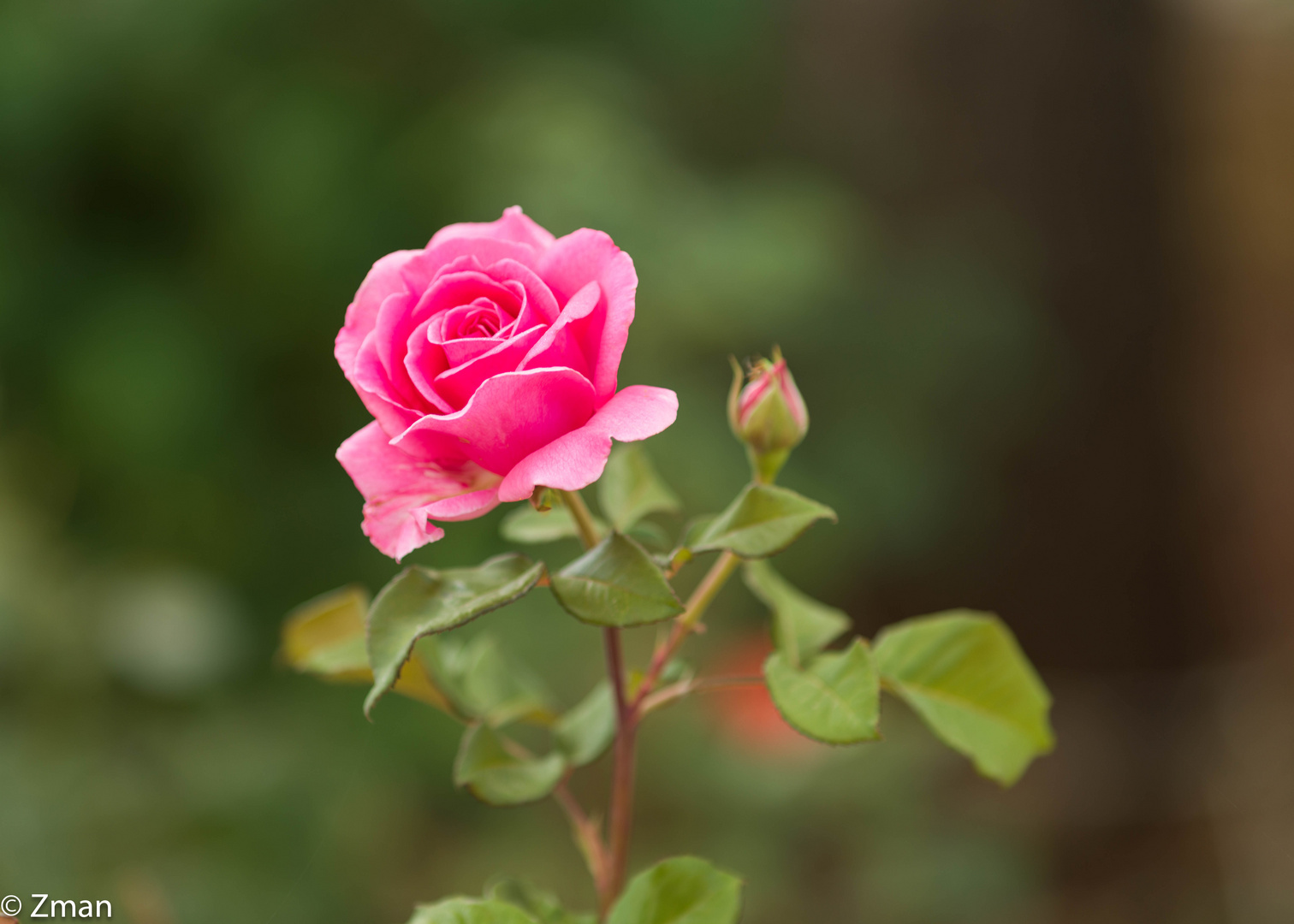 Pink Roses