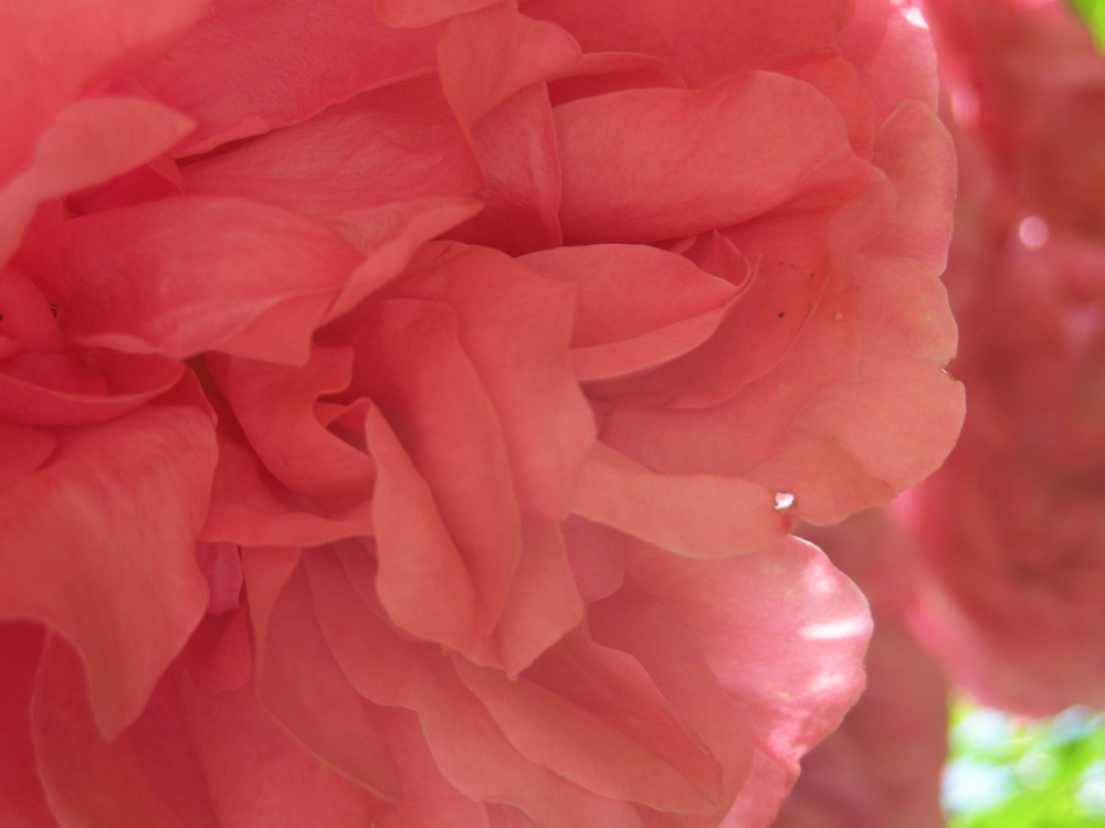 Pink Roses