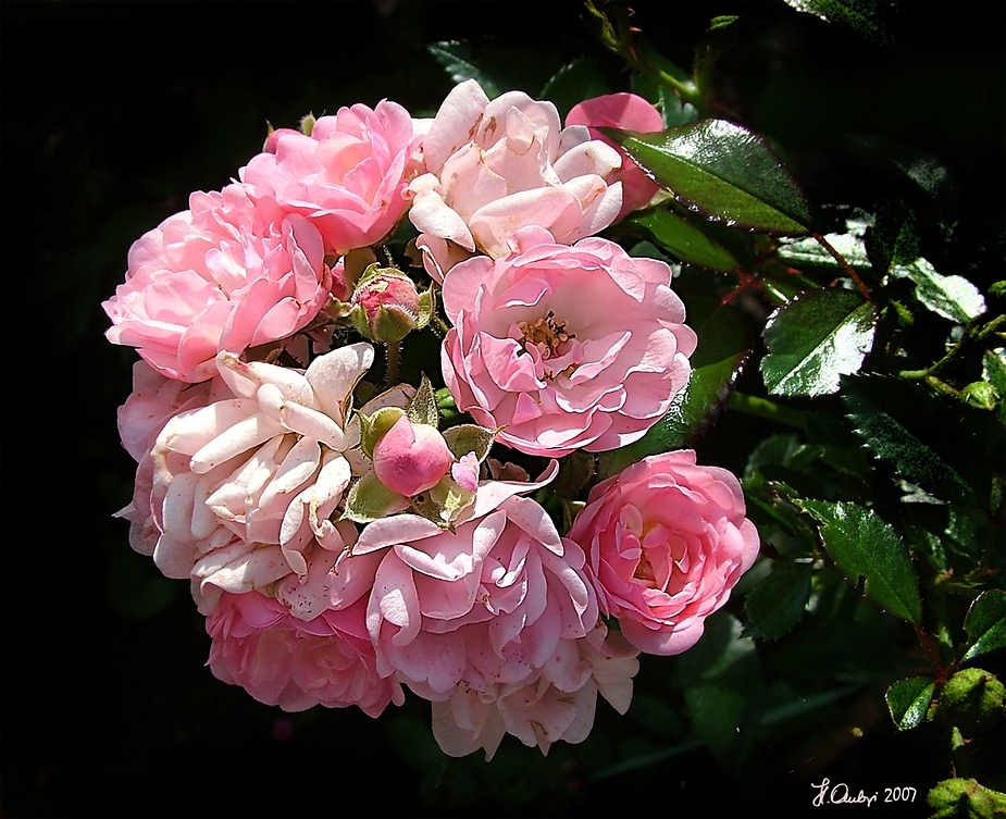 pinK rOsEs