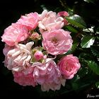 pinK rOsEs