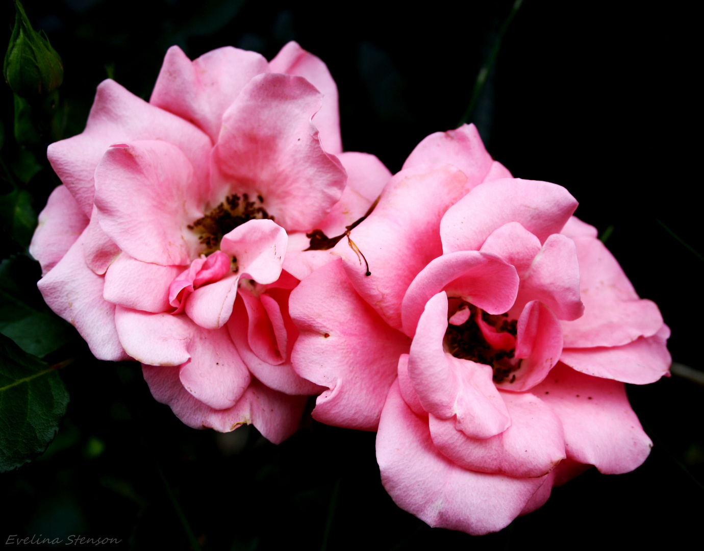 Pink roses