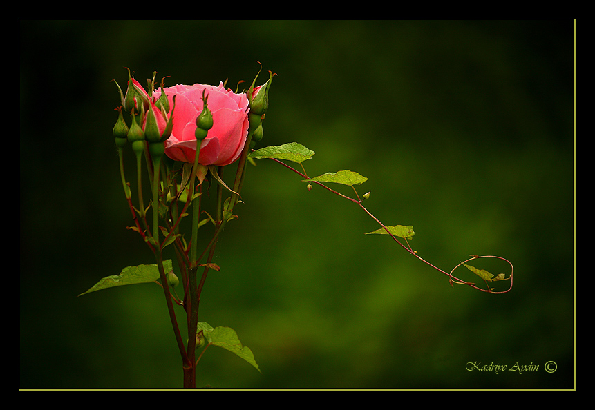 Pink roses