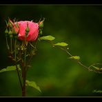 Pink roses