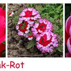 Pink-Rot