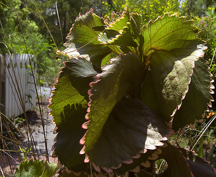 Pink Ruffled Leaf Shrub