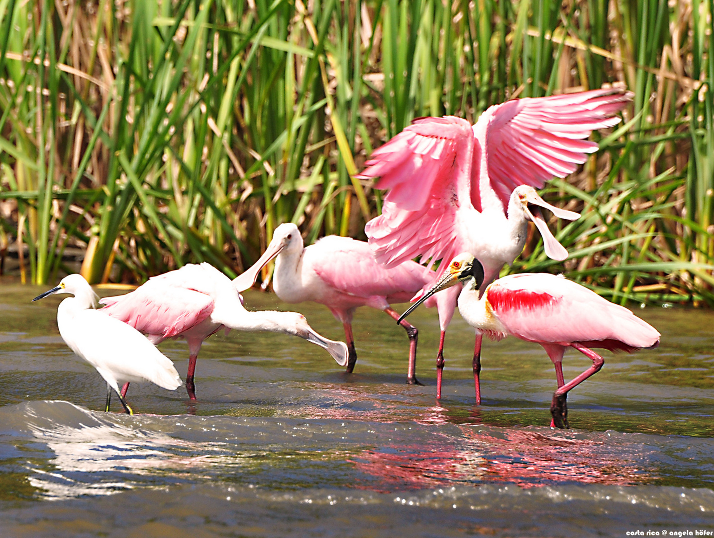 pink schuhlöffler