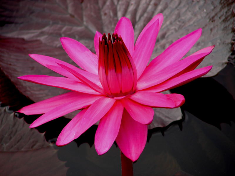 Pink Seerose