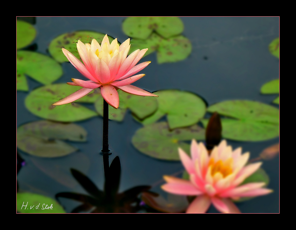 Pink Seerose