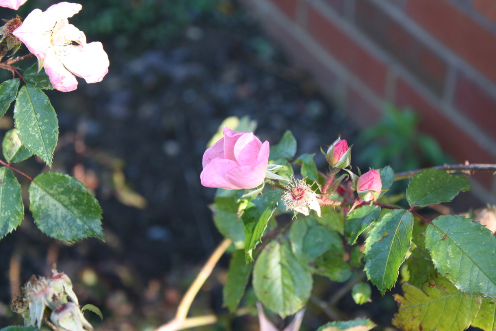 Pink Shut Flower