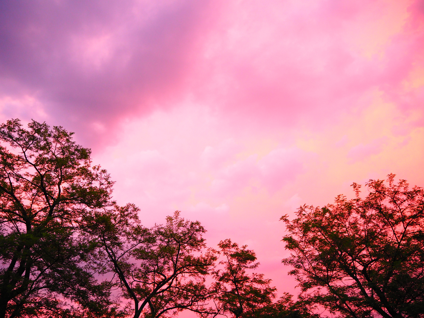 Pink Sky