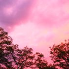 Pink Sky