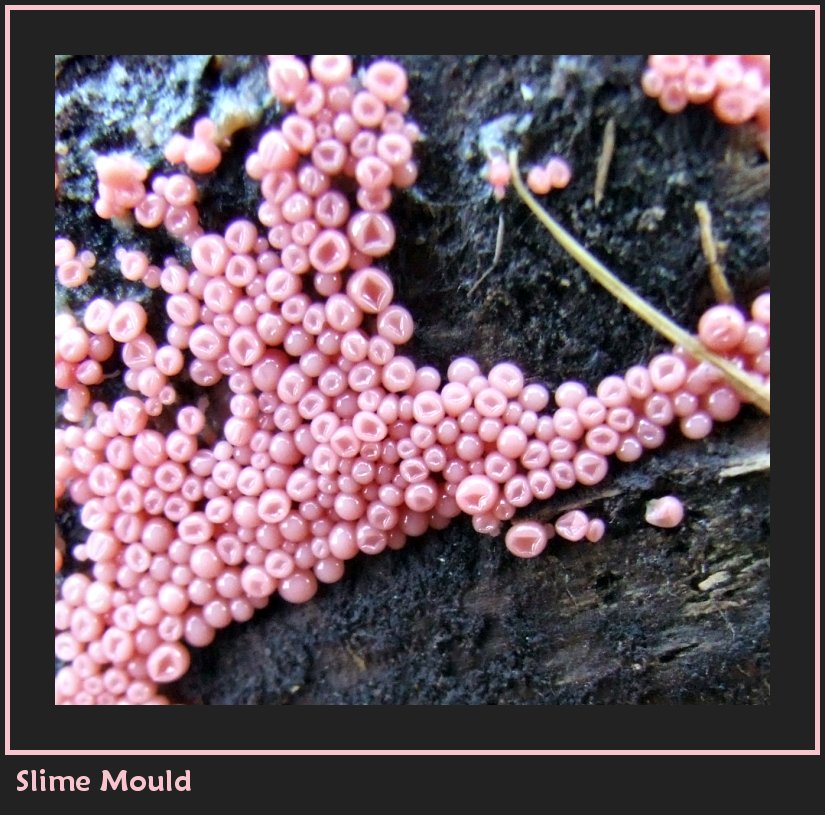 Pink Slime Mould