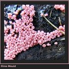 Pink Slime Mould