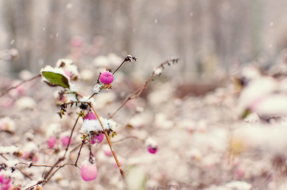 Pink Snow Berry