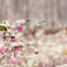 Pink Snow Berry