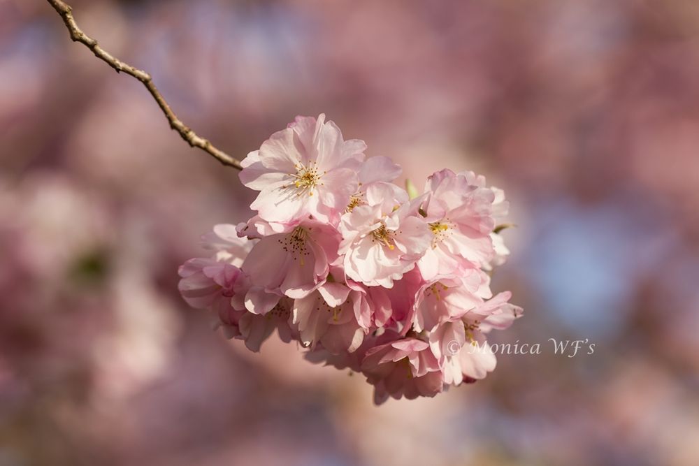 Pink Spring ....