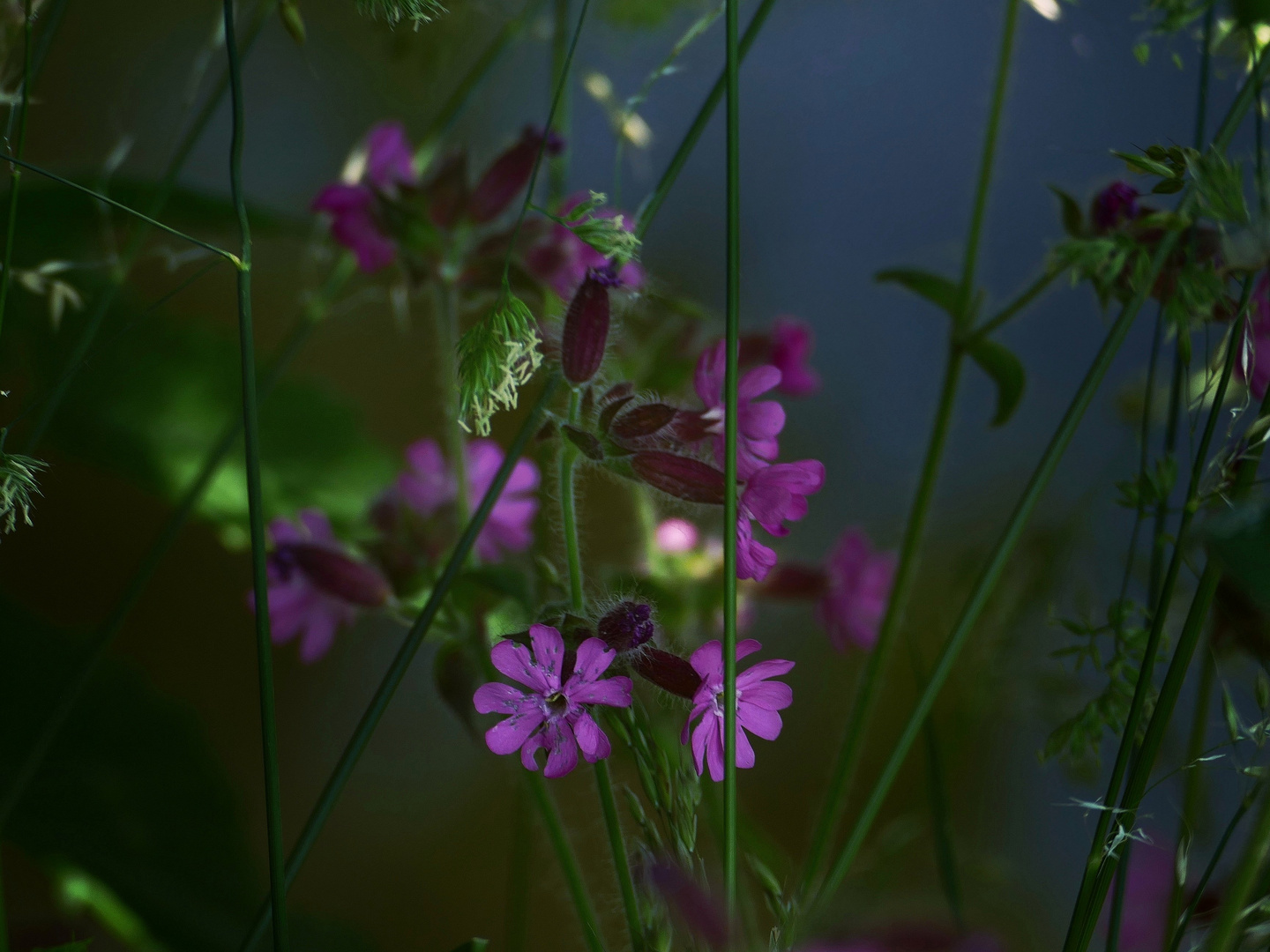 Pink spring